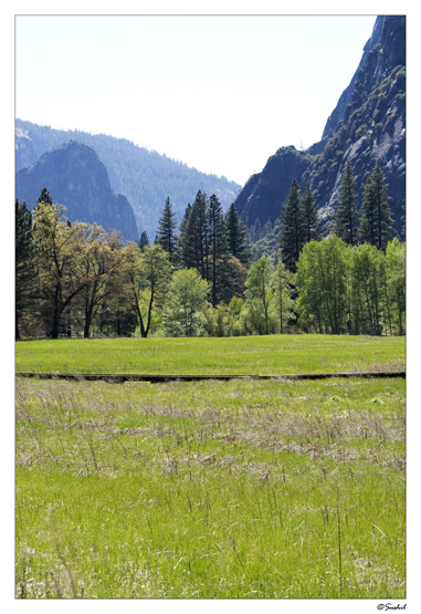 Yosemite Meadow.JPG